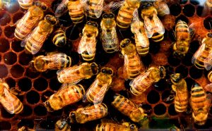 Honeybees. Jennifer C.