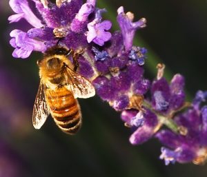 Honey bee on lavender flower. Steve Johnson